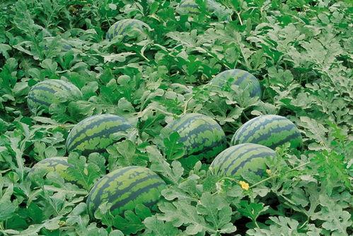 校园吃瓜群怎么加,轻松加入，畅享校园八卦盛宴