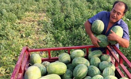 什么才算吃瓜,揭秘“吃瓜”背后的文化现象与心理动机