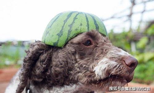 狗吃瓜的危害,揭秘瓜果对宠物的潜在危害