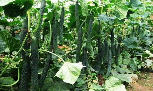 立夏吃瓜还是夏至吃瓜,传统节气里的瓜果时光