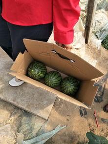 宋朝吃瓜,瓜香四溢的皇家饮食文化