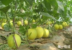 河南商丘睢阳区吃瓜,瓜果飘香，品味夏日田园风情