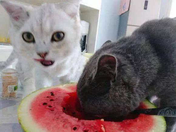 猫跟人吃瓜,揭秘猫咪的“八卦”生活