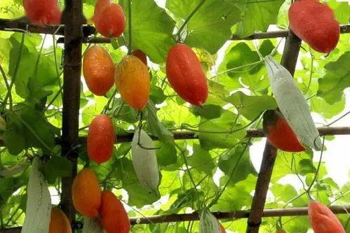 原地吃瓜,揭秘娱乐圈幕后风云