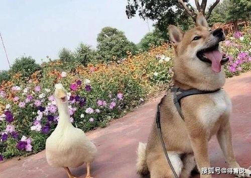 吃瓜星球鸭,揭秘宇宙中的神秘美食之旅