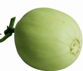 小狗可以吃梨瓜,宠物美食新体验