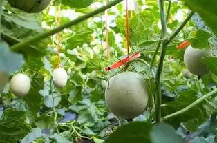 吃网纹瓜的网站推荐,跟随网站推荐探寻夏日清凉美味