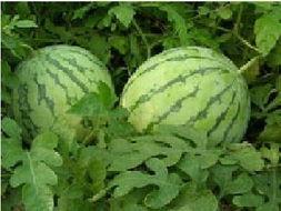 每天吃10个瓜,健康生活新风尚