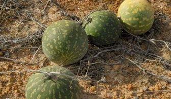 吃瓜后面的导游