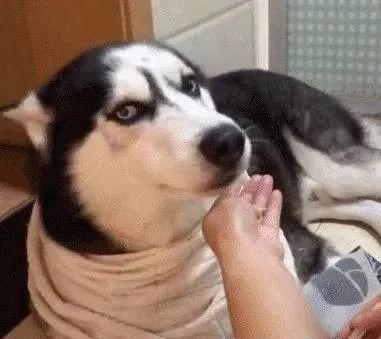 哈士奇带你吃瓜,共享欢乐时光