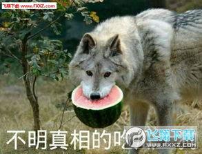 不明真相的吃瓜土狗,网络热词背后的故事