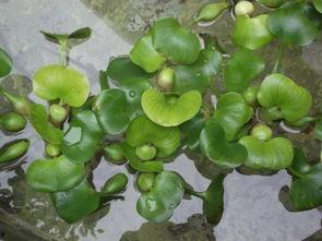 孕妇水葫芦瓜怎么吃