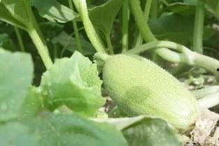 新疆最近吃瓜视频