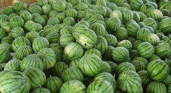 柳州张骄傲吃瓜