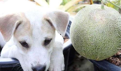 狗狗可不可以吃哈密瓜,哈密瓜——狗狗可否享用的夏日美味？