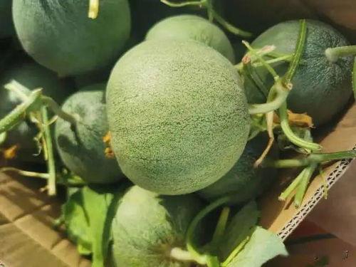 天赐吃瓜团,揭秘娱乐圈幕后故事