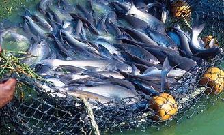 泉州海洋 吃瓜事件始末,一场网络热议的始末揭秘