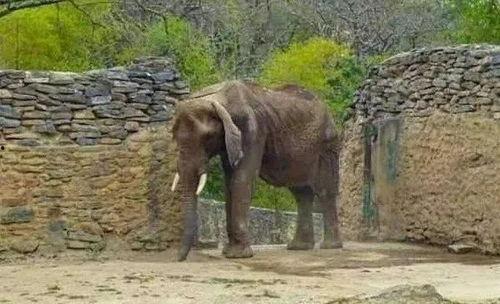 大象吃大肚瓜,探寻大肚瓜的独特魅力