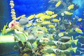 海洋吃瓜鱼,揭秘吃瓜鱼的神秘生活