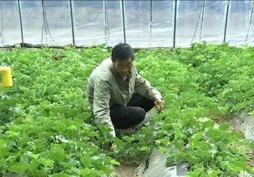 幸福小镇单县吃瓜,品味田园生活新篇章