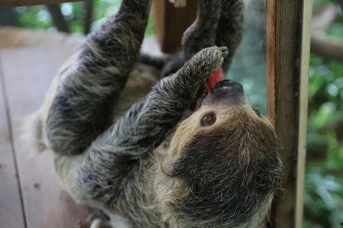 带你吃瓜动物版,揭秘动物版“娱乐圈”的八卦风云