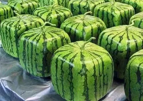 20多年瓜怎么吃,探索瓜类美食的多样吃法