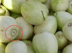 小香瓜吃瓜,揭秘瓜界那些事儿