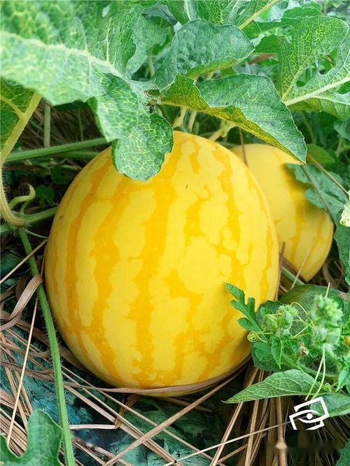 美人瓜能怎么吃,探索美味新吃法