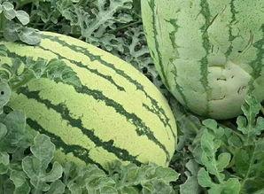 模具吃瓜,吃瓜群众眼中的创新与变革