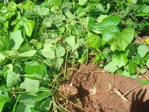 土瓜几月吃,土瓜最佳食用月份大盘点