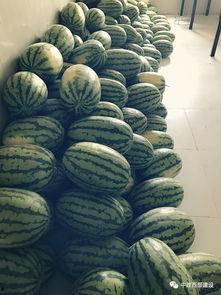 行建的瓜在哪吃,瓜在哪，美味就在哪