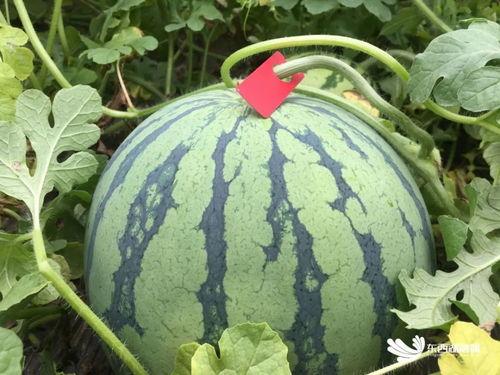 江南吃瓜系统赏花,赏花之余，尽享瓜果飘香