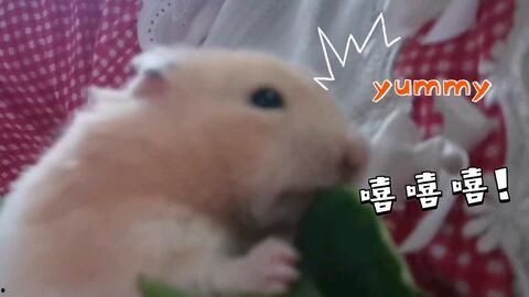 乖乖动感吃瓜,揭秘网红美食背后的故事