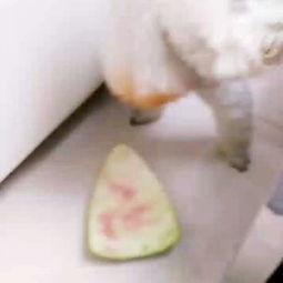 派大星在线吃瓜,揭秘娱乐圈幕后风云