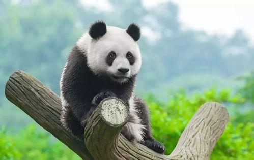 熊猫解说君吃瓜大赛