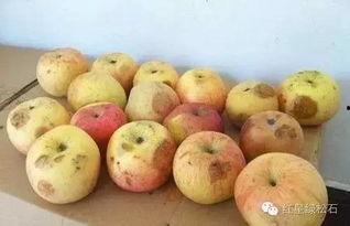 吃坏了的瓜头晕