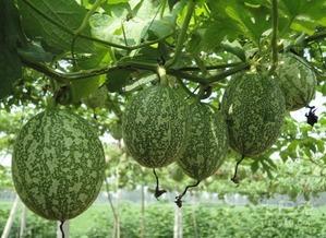 哈尼吊瓜怎么吃最好,哈尼吊瓜美味食法大揭秘