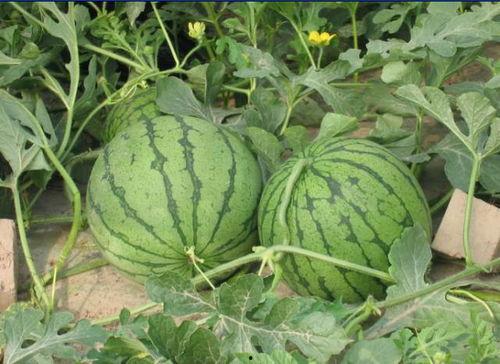 太和近期吃瓜事件