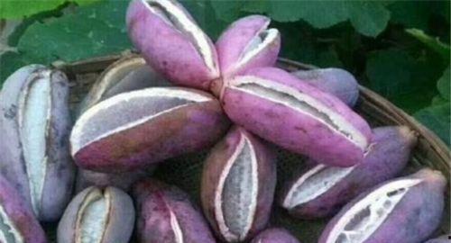 吃八月瓜不,品味自然的甜蜜馈赠