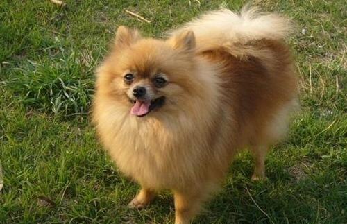 博美犬可以吃哈密瓜,揭秘哈密瓜的甜蜜诱惑