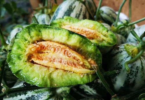 摘脆瓜吃,摘脆瓜的味蕾之旅