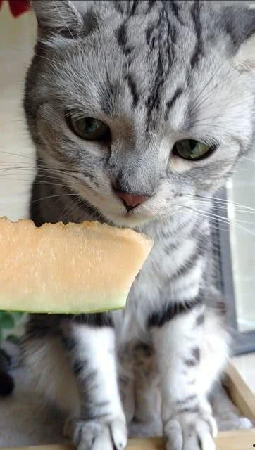 吃瓜少年和猫,一场趣味横生的日常奇遇