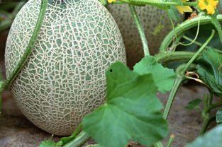 吃哈密瓜后胃酸