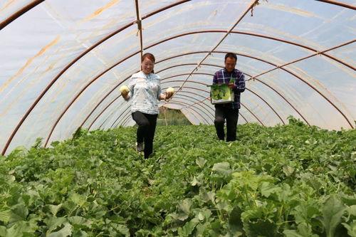 蒲西区吃瓜群众,吃瓜群众的热议焦点