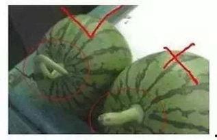 音起时吃瓜